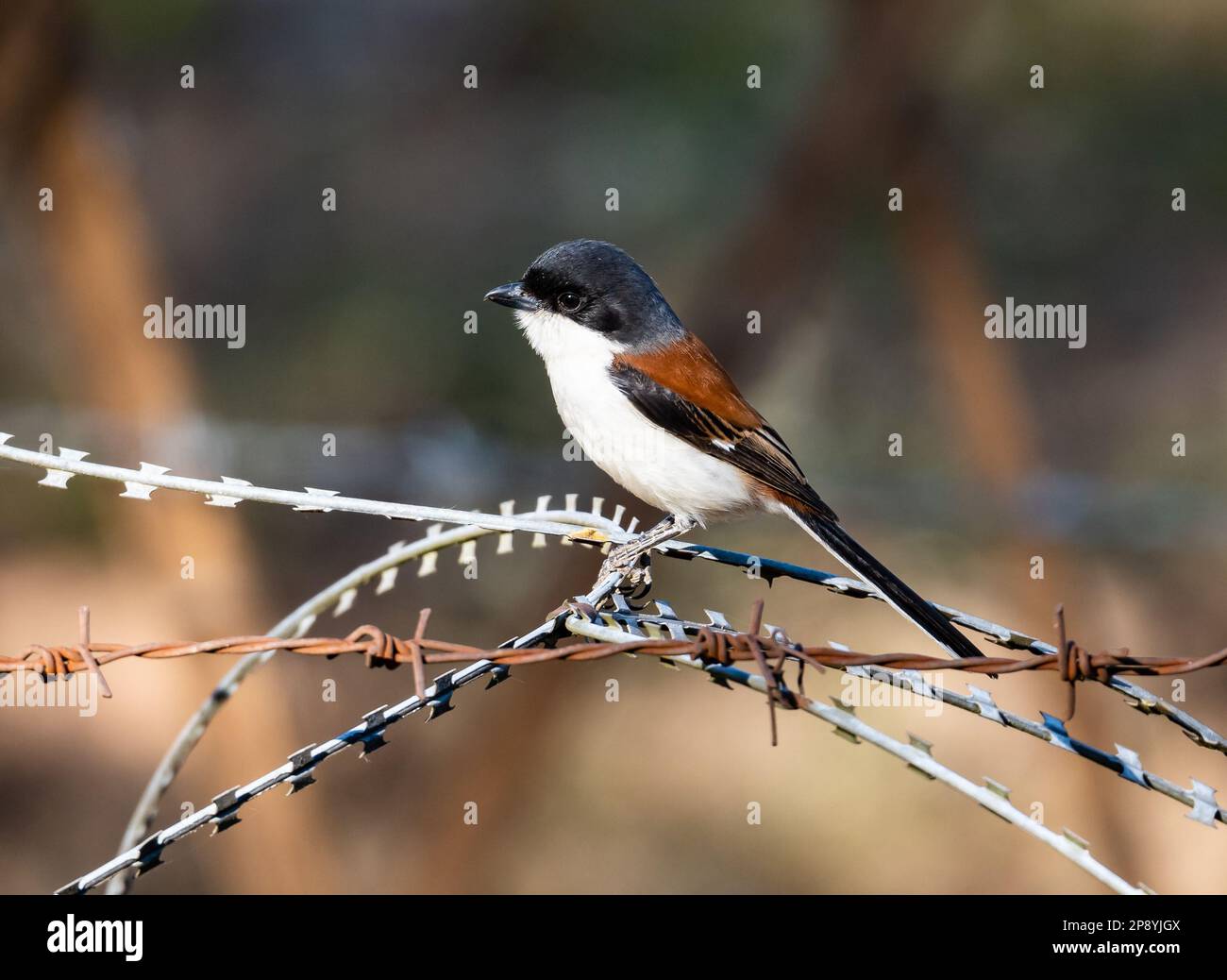 A Burmese Shrike (Lanius collurioides) perched on barbwire fence. Thailand. Stock Photo