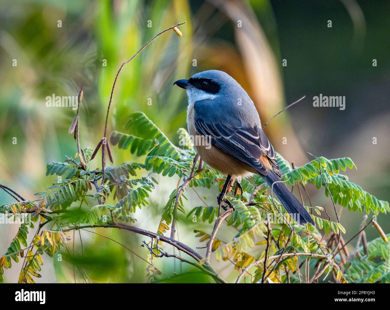 Gray backed bird hi-res stock photography and images - Alamy