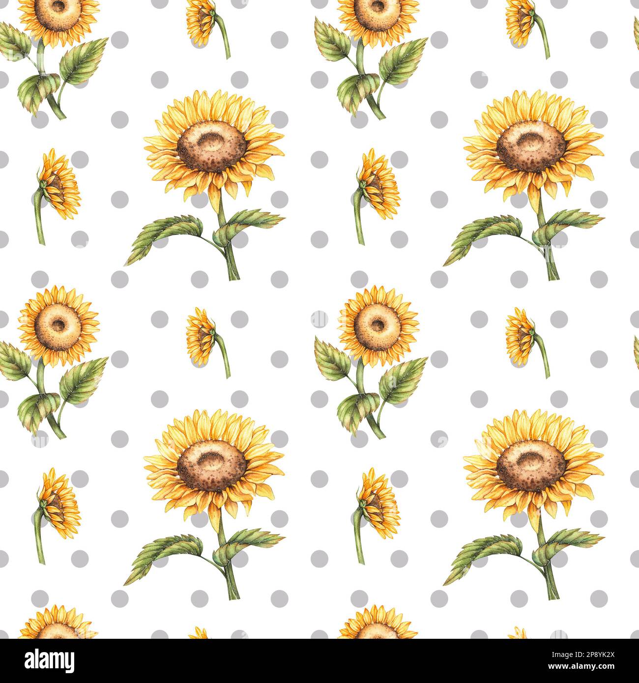 Watercolor pattern with sunflowers and gray circles on a white ...