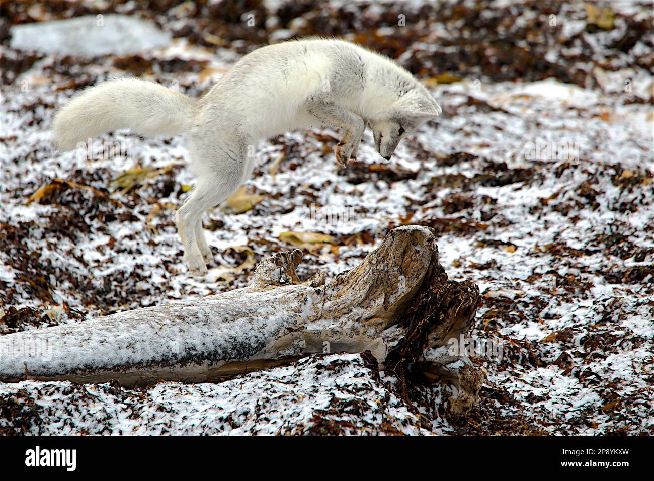 An Arctic Fox hunts on the tundra near Churchill Manitoba Stock Photo