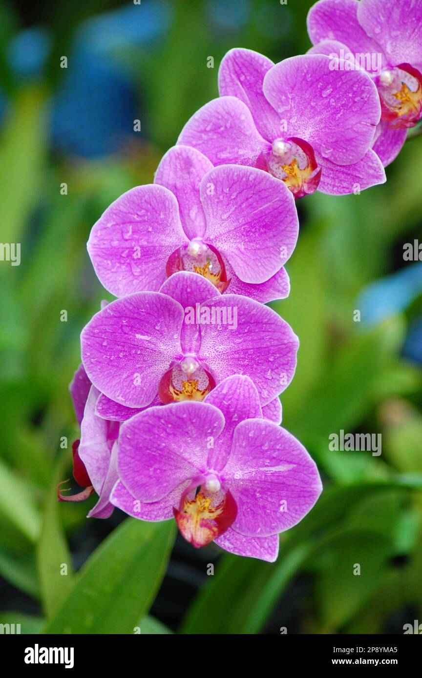 Phalaenopsis Orchids Flower, Nature, moth orchids Stock Photo
