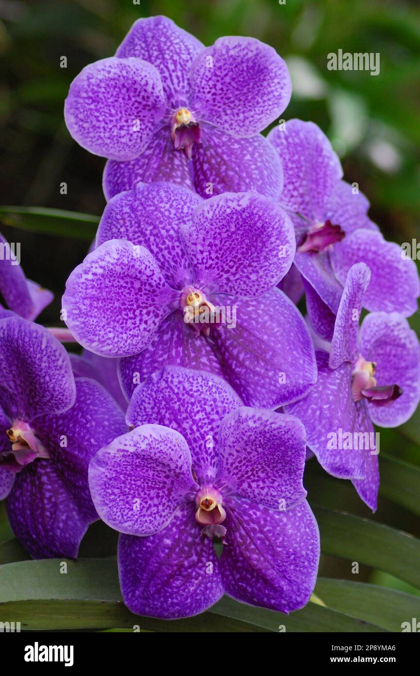 Vanda orchids flower, close up photo in Can Tho city, Vietnam Stock Photo