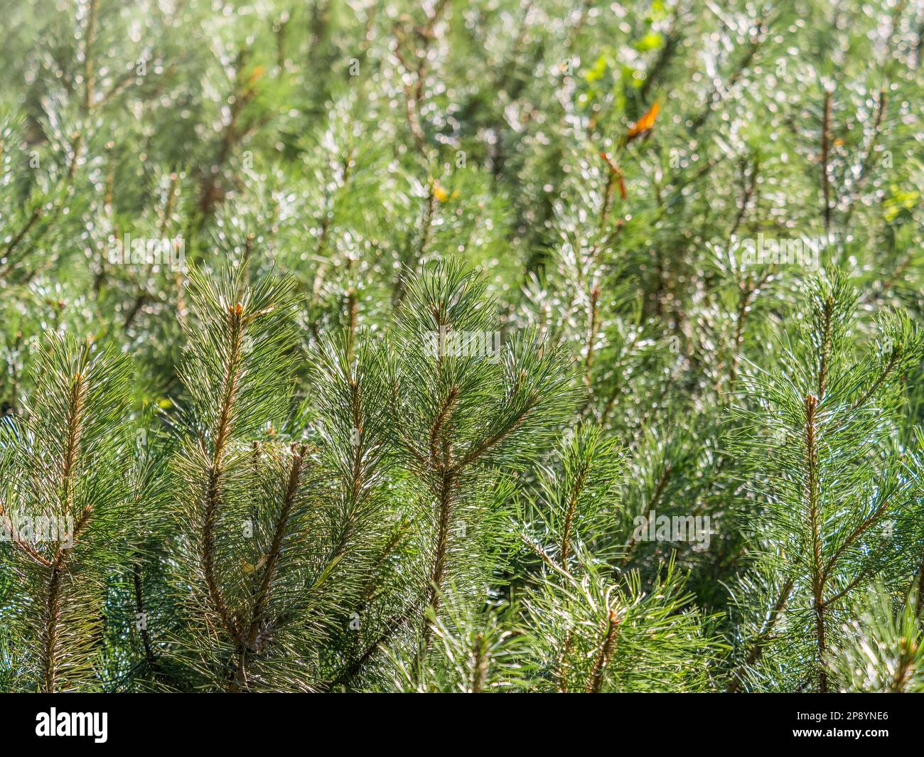 Green small pine trees with fresh shoots in spring or summer. Dense