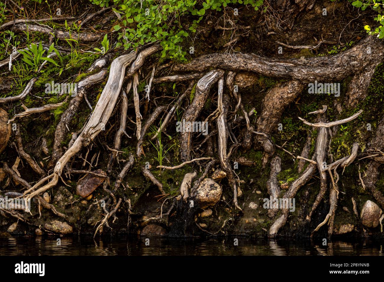 Roots of Tree System Exposed along Yosemite Creek Shore in Yosemite ...