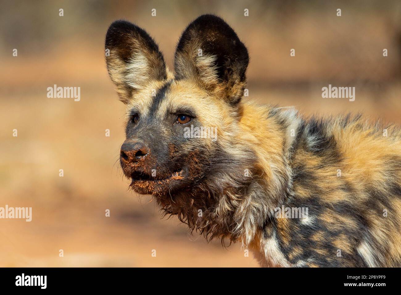African Painted Dog in Wild Stock Photo