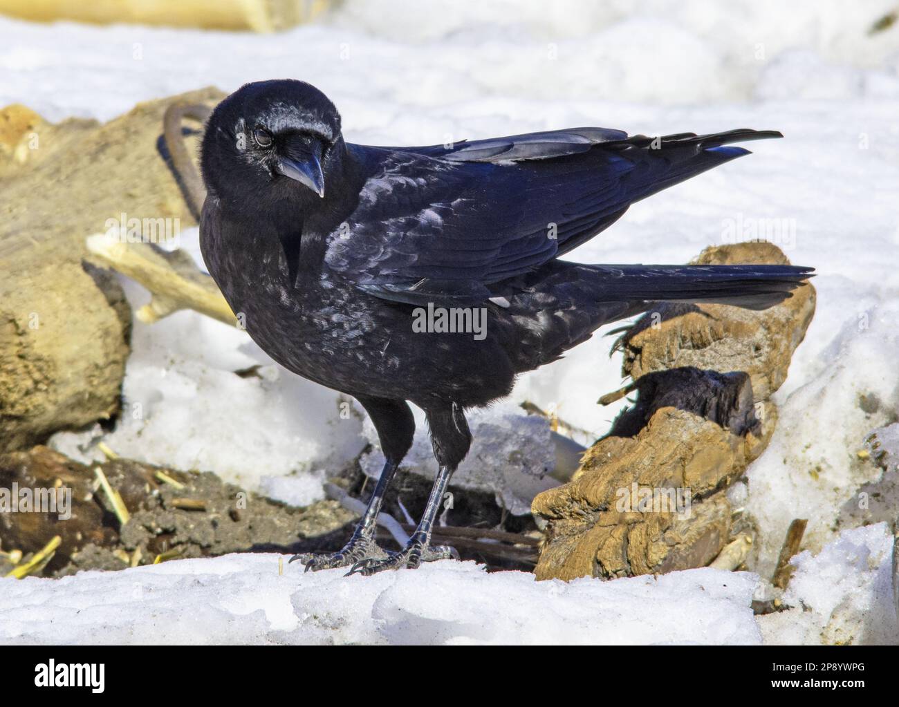 American Crow Stock Photo