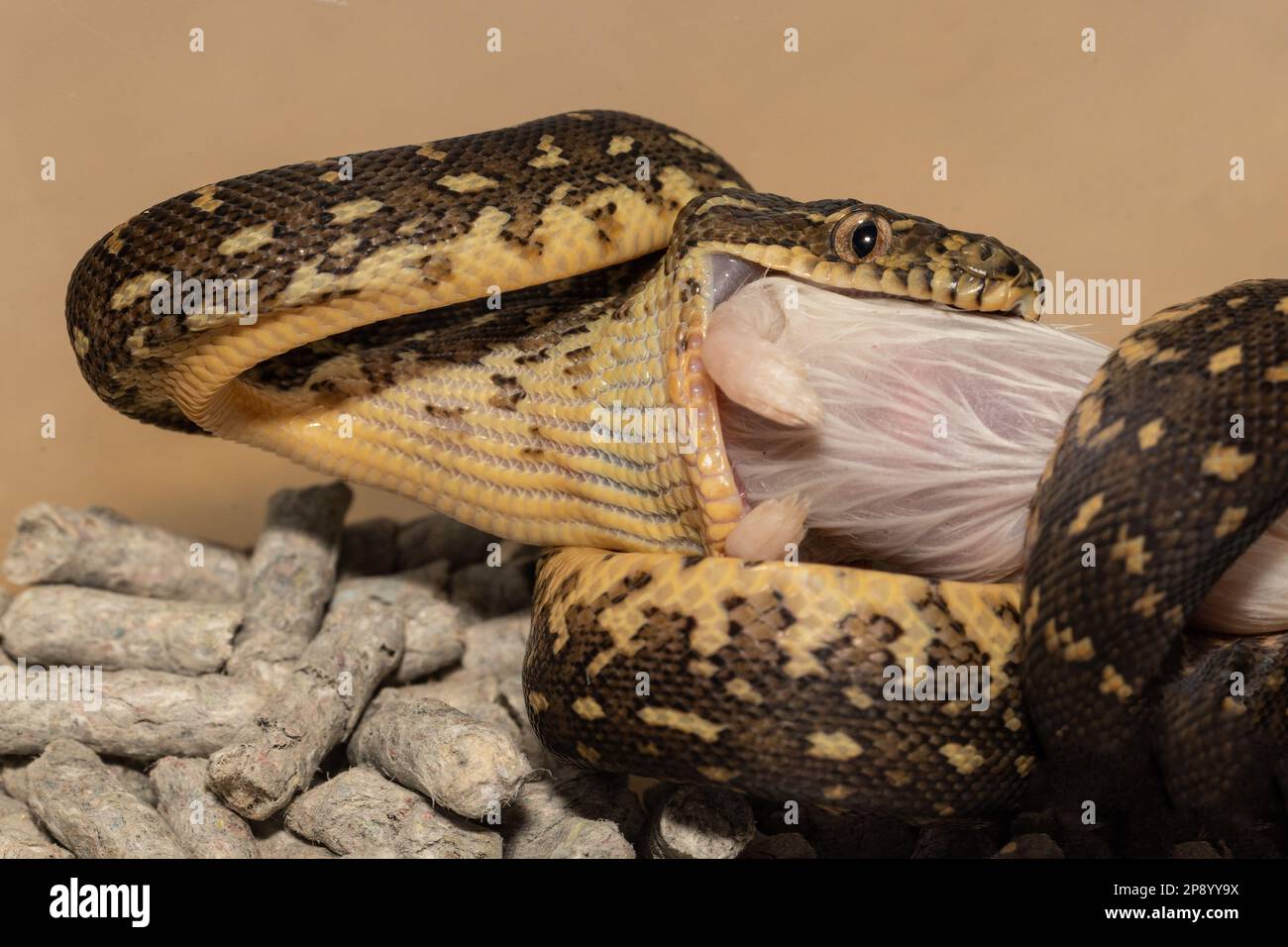 Hatchling Australian Diamond Python taking first feed Stock Photo - Alamy