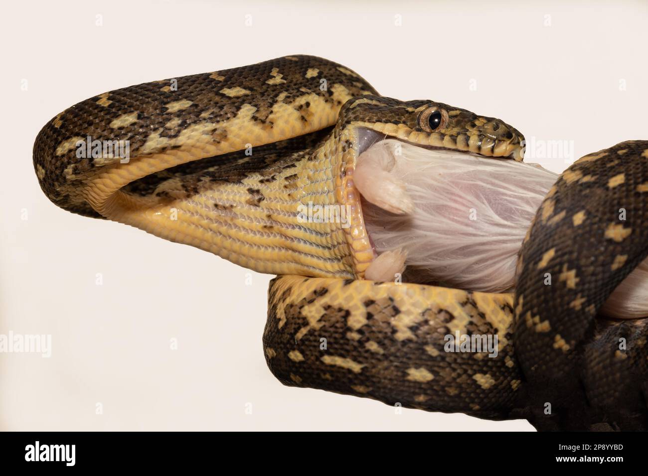 Hatchling Australian Diamond Python taking first feed Stock Photo - Alamy