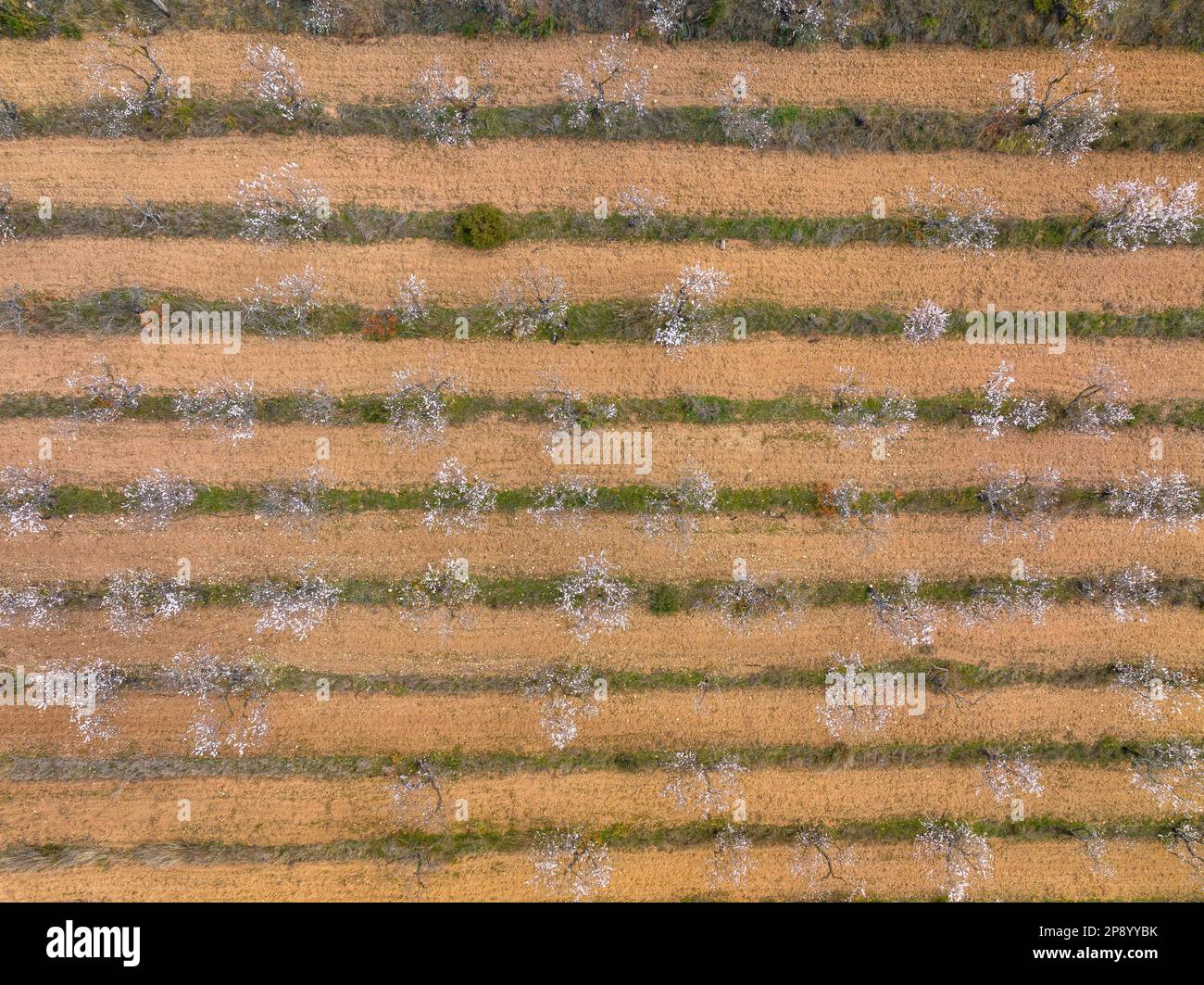 Aerial view of almond blossom fields in spring in a farm near the Canaletes river between Horta and Bot (Terra Alta, Tarragona, Catalonia, Spain) Stock Photo