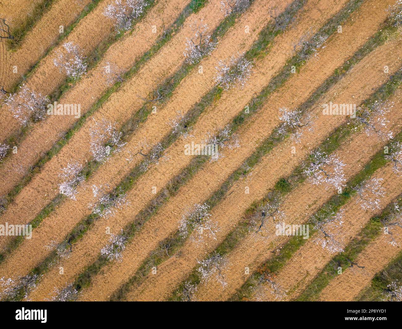 Aerial view of almond blossom fields in spring in a farm near the Canaletes river between Horta and Bot (Terra Alta, Tarragona, Catalonia, Spain) Stock Photo