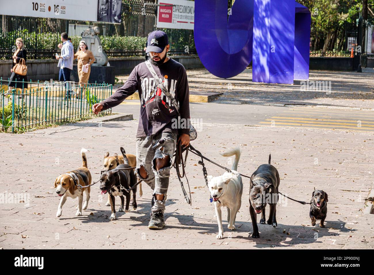 Mexico City,dog walker walking dogs leashes,man men male,adult adults