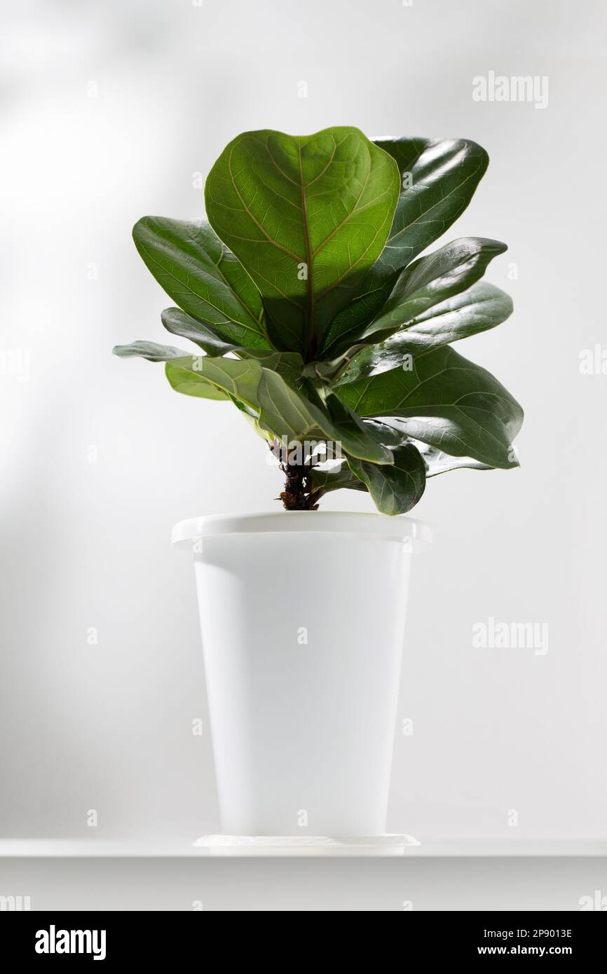 Fiddle fig or Ficus lyrata in white plastic pot on white table. Stock Photo