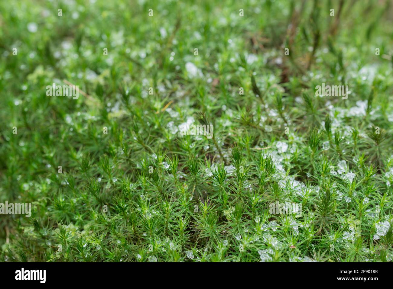 Closeup ground covered moss hi-res stock photography and images - Alamy