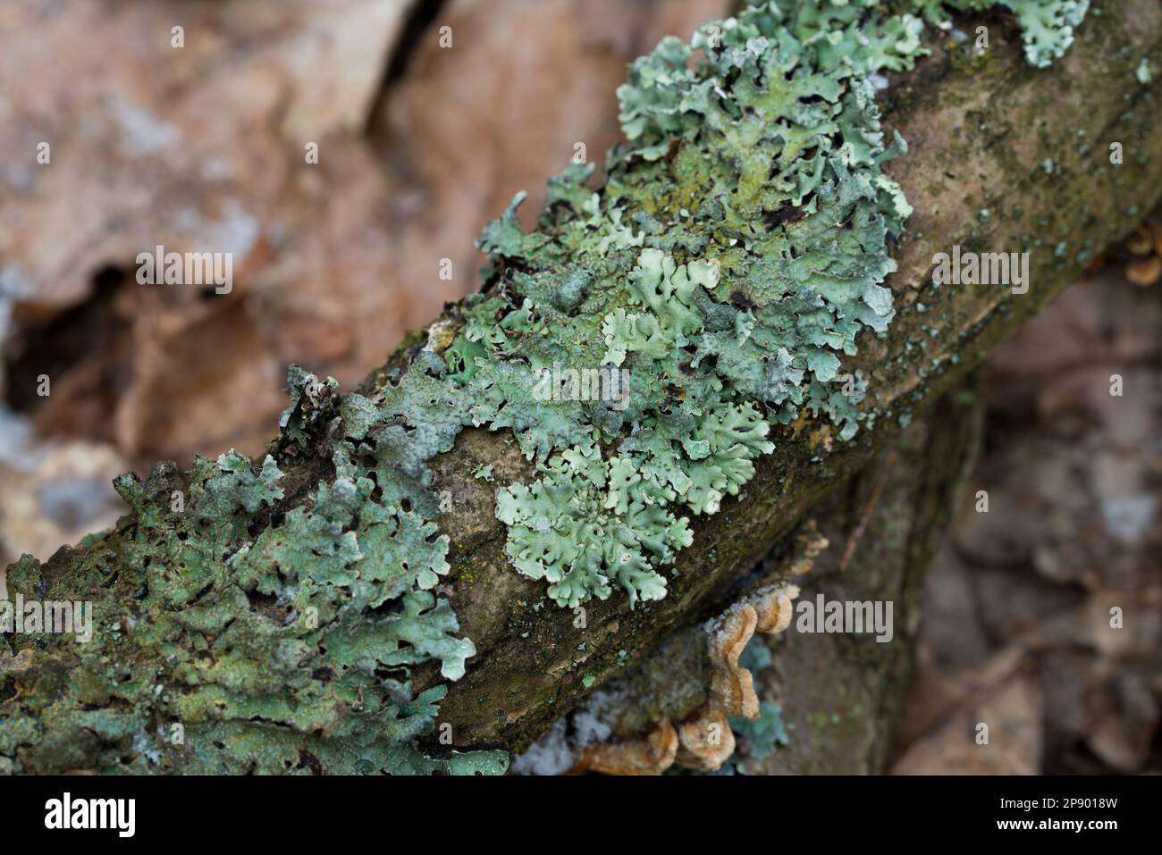 Hypogymnia physodes (monk's-hood lichen) lichen on tree branch in forest closeup selective focus Stock Photo