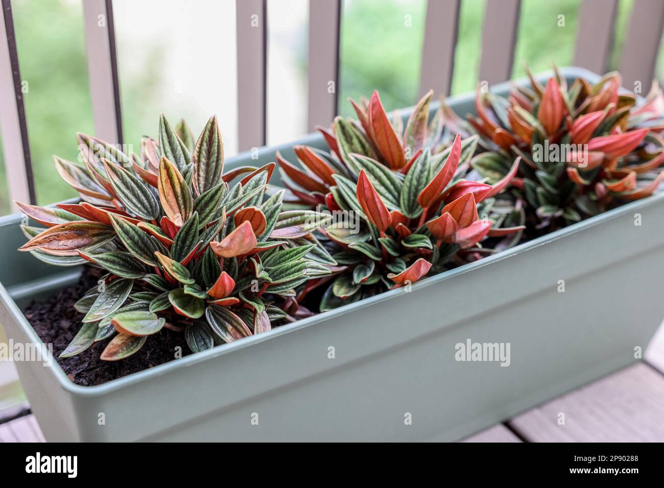 Peperomia rosso in pot on balcony Stock Photo - Alamy