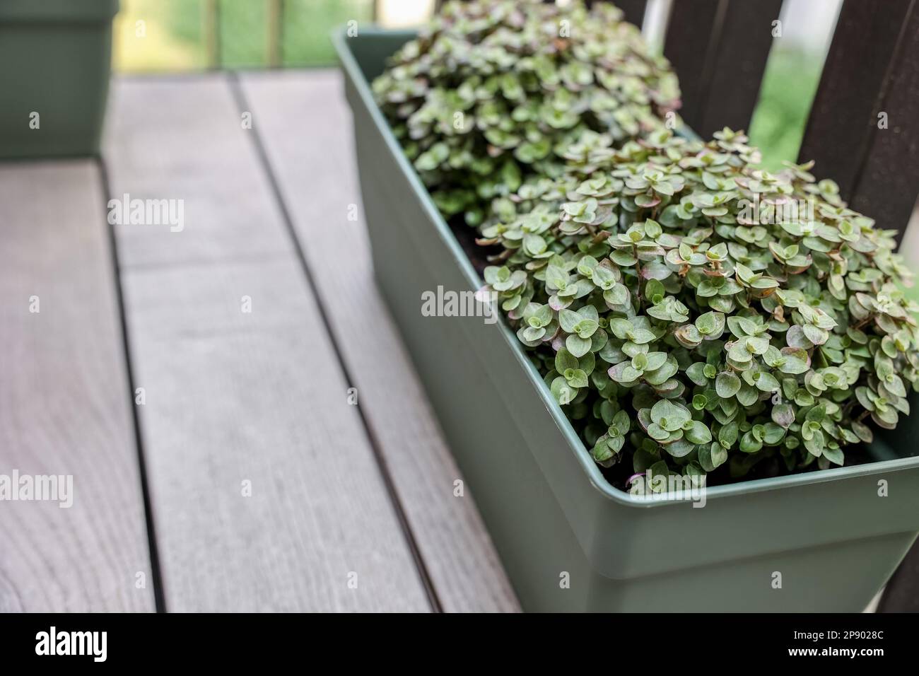 Callisia repens in pot on balcony, closeup Stock Photo