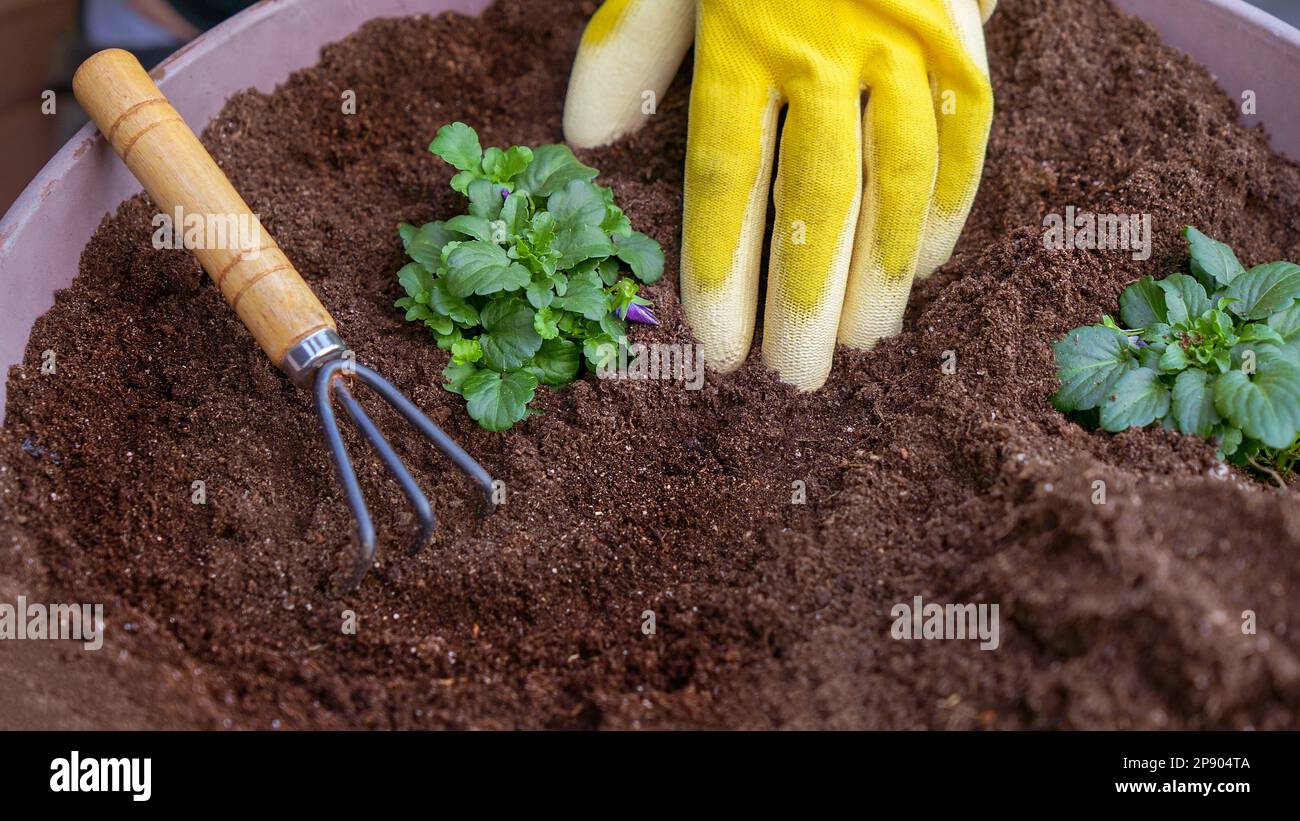 Human hands in yellow gloves taking care planting seedling with small garden rake in the soil. New sprout on sunny day in the garden in summer. Stock Photo