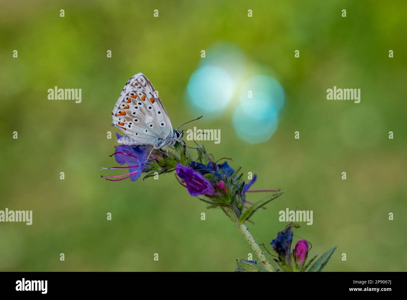 a wonderful butterfly with an overhead blue wing color, Polyommatus ...