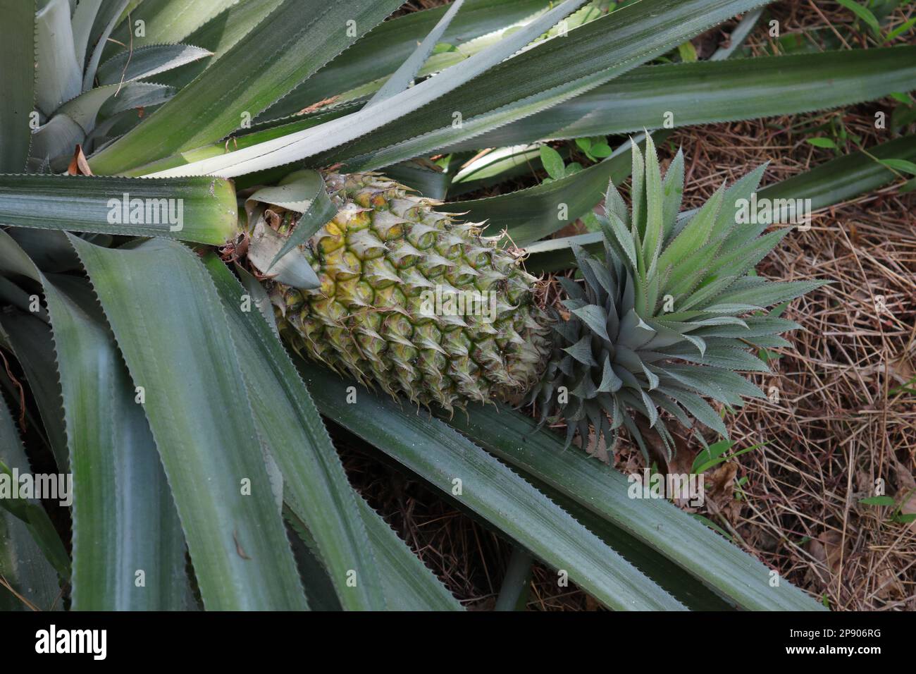 Mealybugs infection on fruit hires stock photography and images Alamy
