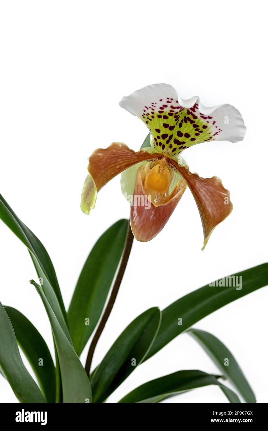 Close-up of a Paphiopedilum Wardii flower with leaves and white background Stock Photo