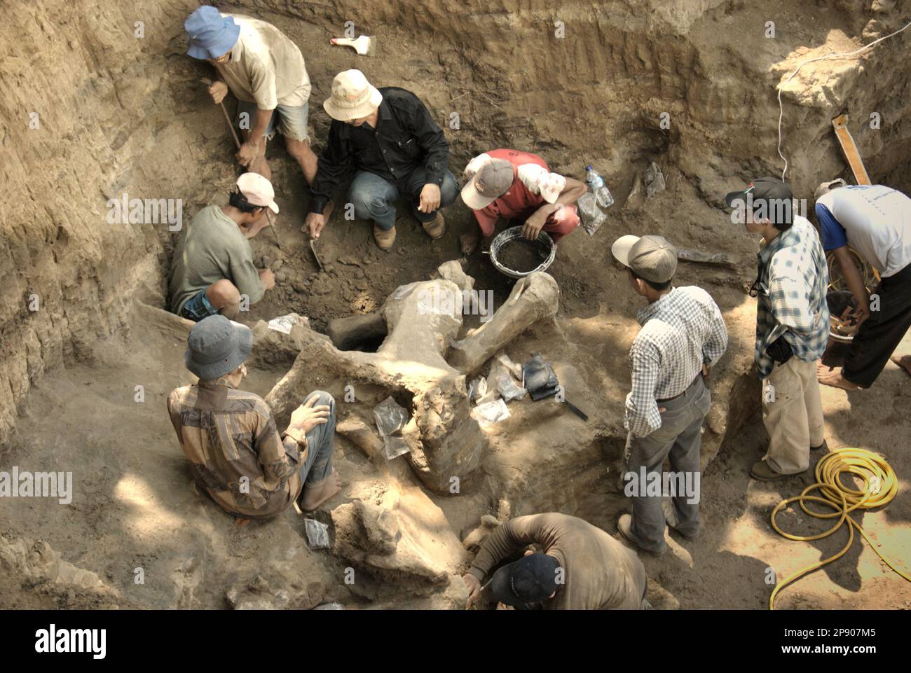 Paleontologists and villagers are working during the excavation of fossils of an extinct elephant species scientifically identified as Elephas hysudrindicus, or popularly called 'Blora elephant', in Sunggun, Mendalem, Kradenan, Blora, Central Java, Indonesia. During the excavation, a team of scientists from Vertebrate Research (Geological Agency, Indonesian Ministry of Energy and Mineral Resources) led by paleontologists Iwan Kurniawan and Fachroel Aziz discovered the species' bones almost entirely (around 90 percent) that later would allow them to build a scientific reconstruction, which is.. Stock Photo