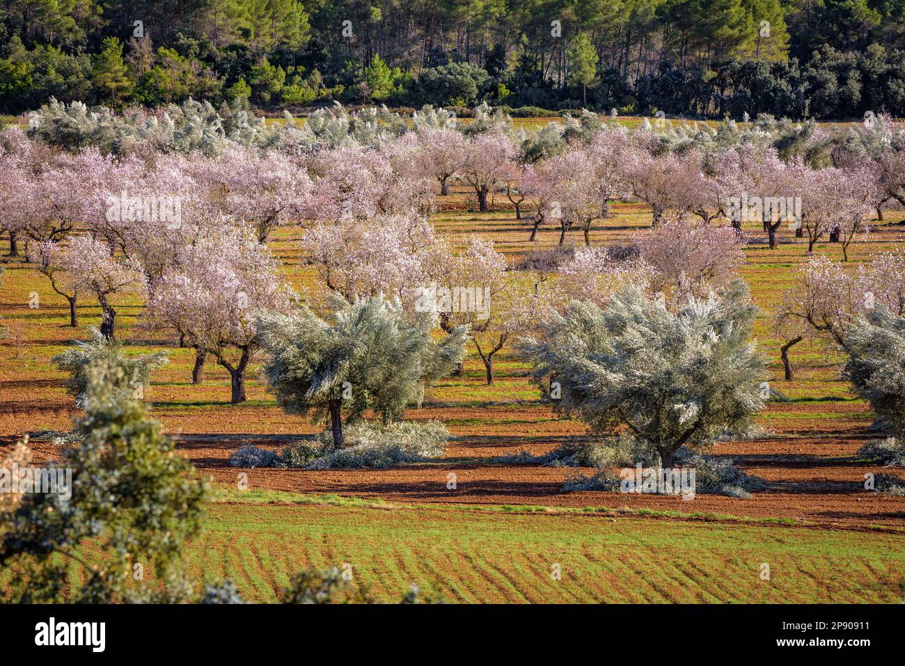 Almond blossom fields in spring near Horta de Sant Joan (Terra Alta, Tarragona, Catalonia, Spain) ESP Campos de almendros en flor en Tarragona, España Stock Photo