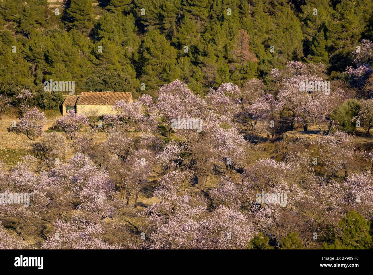 Field of almond trees in blossom near the hermitage of Sant Blai, in the Serra de Tivissa range (Ribera d'Ebre, Tarragona, Catalonia, Spain) Stock Photo