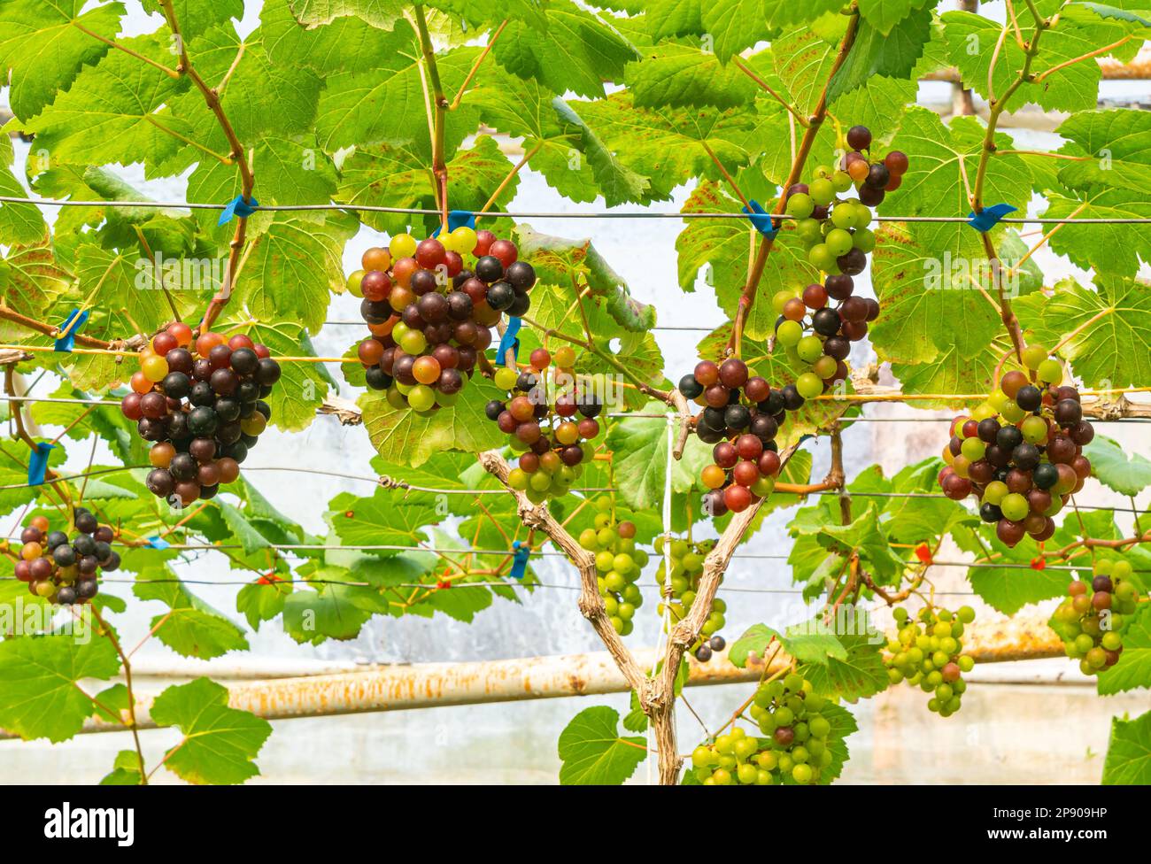 View of colorful growing grapes hanging on branches of vine in a