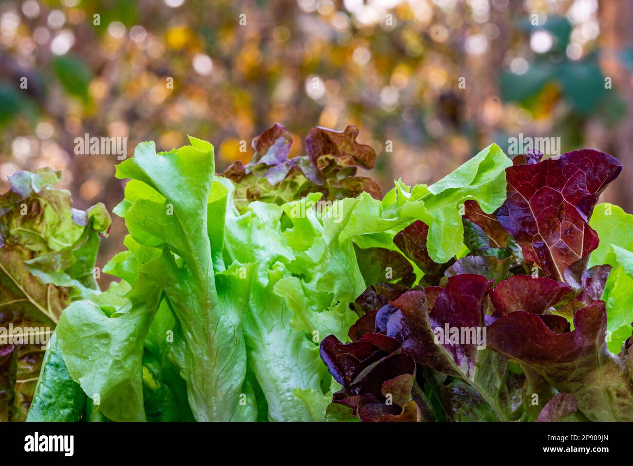 Side view closeup pile of fresh raw green oak lettuce, vegetarian food, sweet taste, delicious