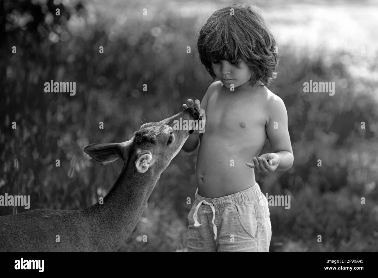 Cute kid feeding a baby fawn in the forest. Pretty boy with graceful