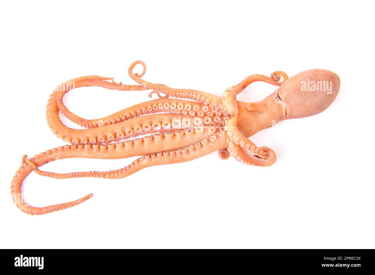Octopus on a white background Stock Photo - Alamy