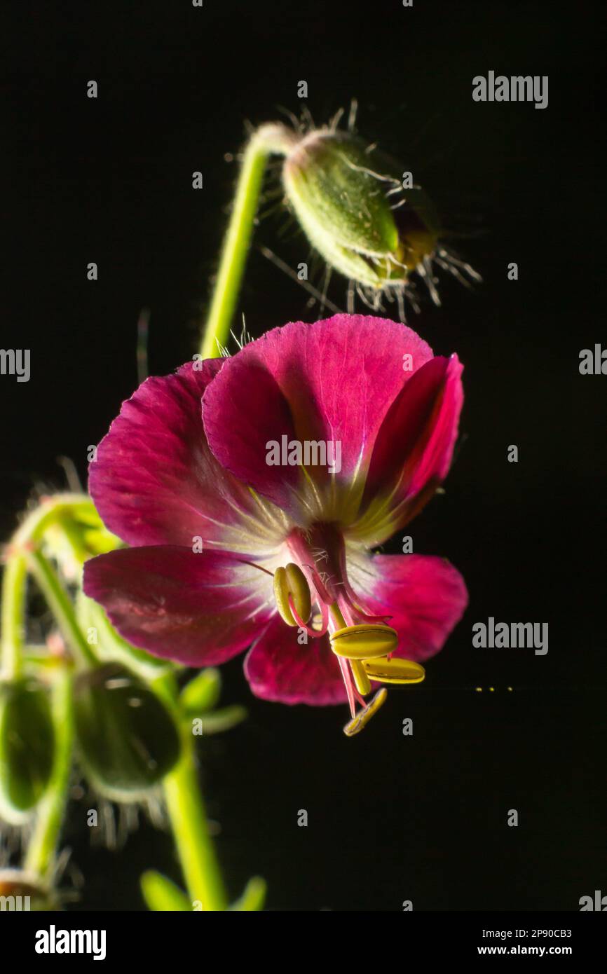 Geranium phaeum, commonly called dusky cranes bill, mourning widow or black widow, is a herbaceous plant species in the family Geraniaceae. Flowers of Stock Photo
