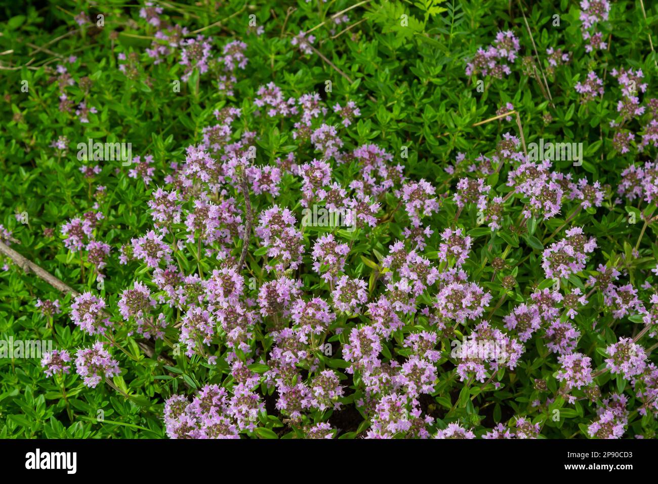 The macrophoto of herb Thymus serpyllum, Breckland thyme. Breckland