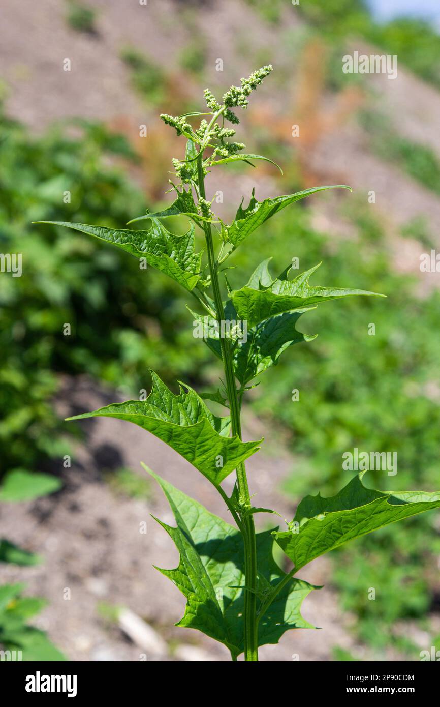 Blitum bonus-henricus, Chenopodium bonus-henricus, Good-king-Henry, Chenopodiaceae. Wild plant shot in summer. Stock Photo