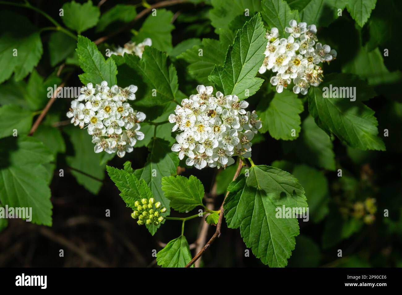 Flowering ninebark shrub close up. Physokarpus capitatus, commonly