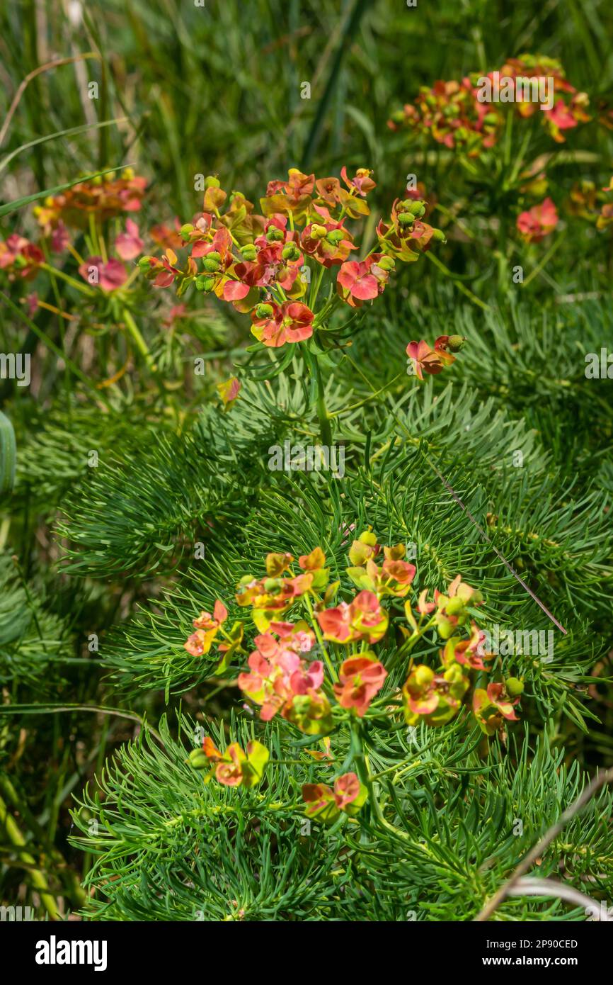 Cypress spurge euphorbia cyparissias - green natural herbal grass, plant in blossom. Stock Photo