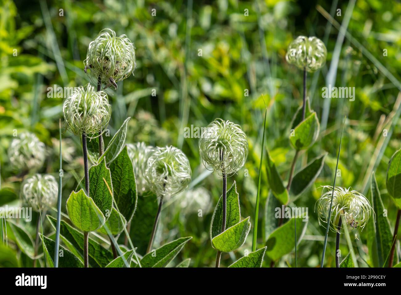 Group of seeds on stems Sugarbowls Leatherflowers in alpine field. Stock Photo