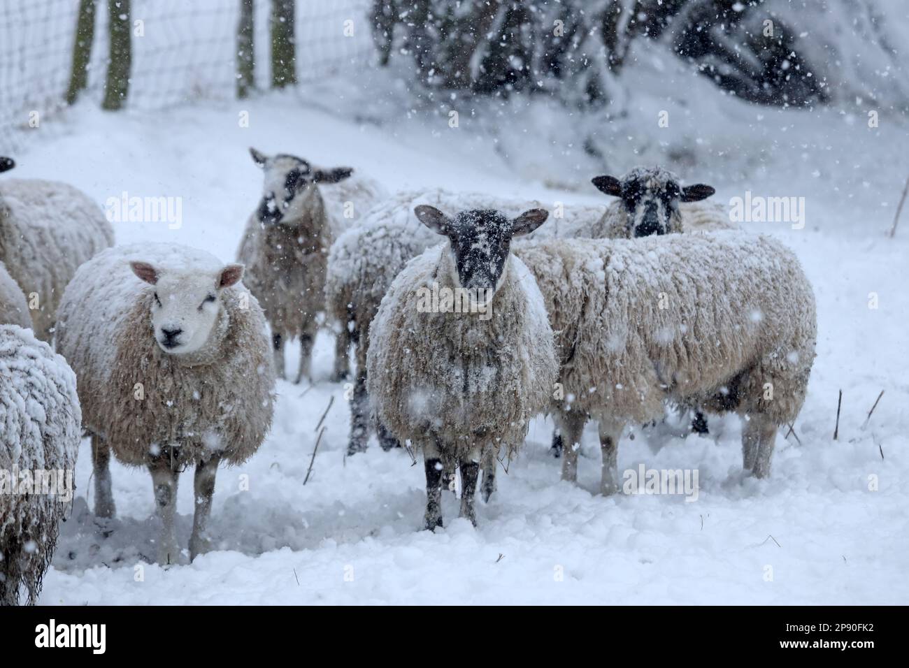 Teesdale, County Durham, UK. 10th March 2023. UK Weather. With an Amber weather warning in force pregnant sheep shelter under the trees as heavy snow falls in Teesdale, County Durham. Snow storms at this time of year are referred to as “Lambing Storms” by farmers in the dales because they occur around the time that the sheep are about to give birth to their lambs. Credit: David Forster/Alamy Live News Stock Photo