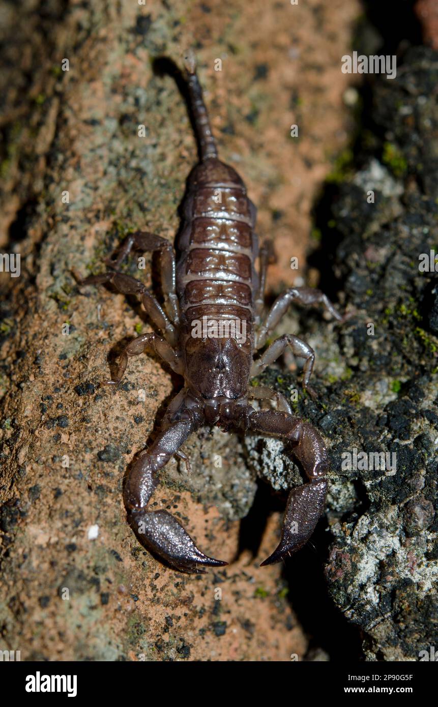 Australian Rainforest Scorpion, Liocheles waigiensis, Klungkung, Bali,  Indonesia Stock Photo - Alamy