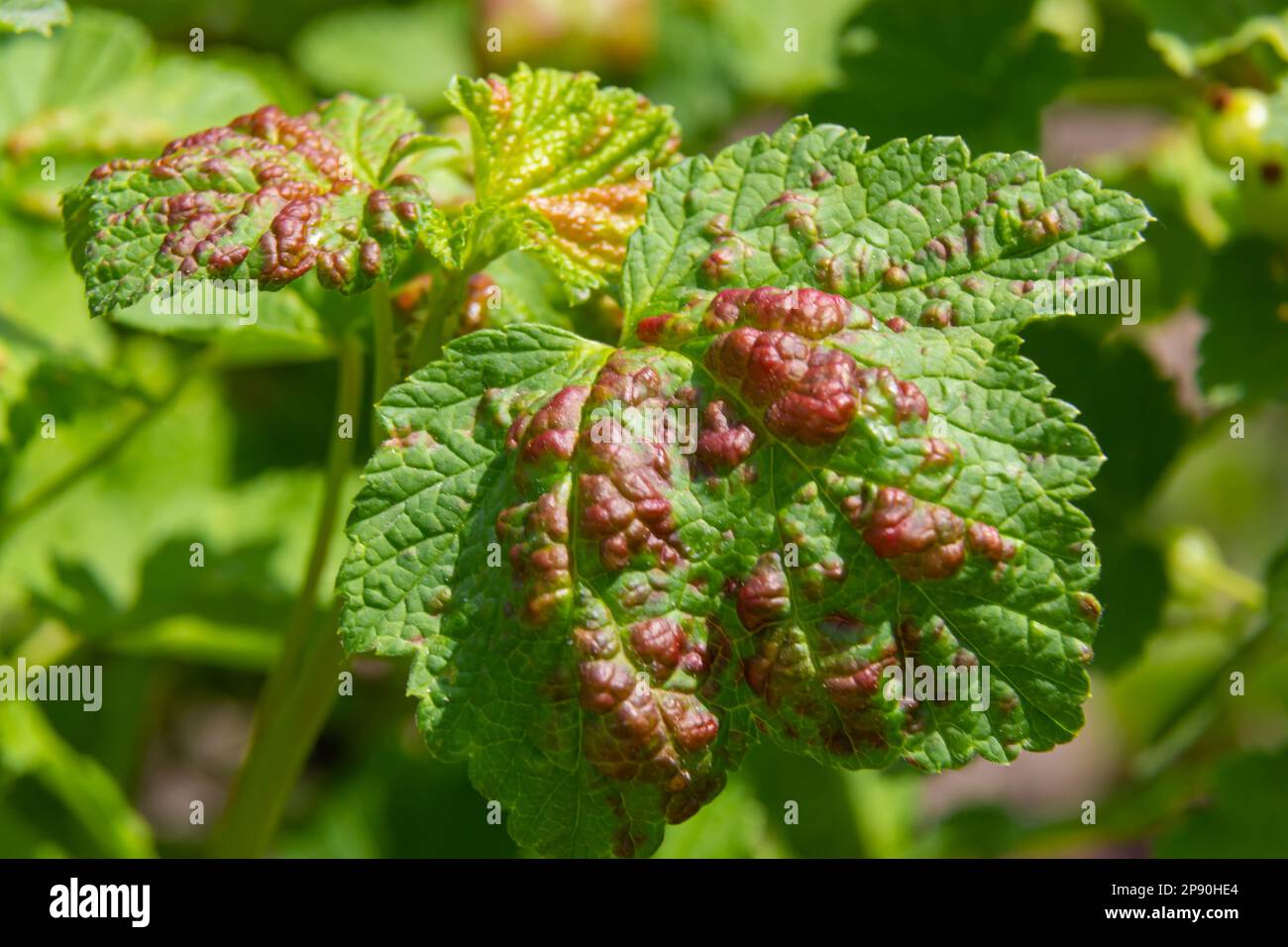 Aphids curled foliage, close up Leaf curled on cherry tree, Prunus sp