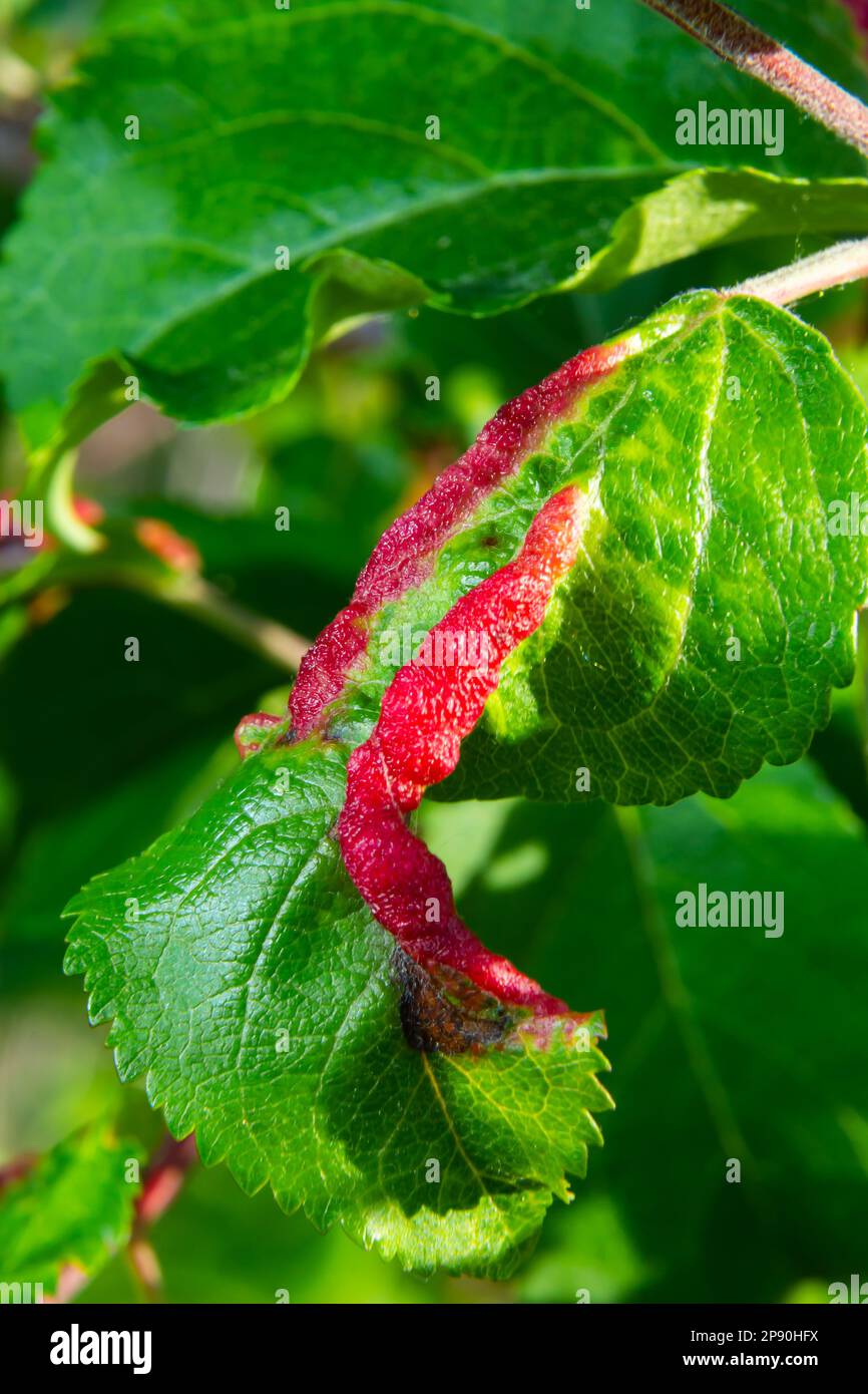 Aphids curled foliage, close up Leaf curled on cherry tree, Prunus sp, caused by Black cherry aphid, black cherry aphid attack under side of leaves. Stock Photo