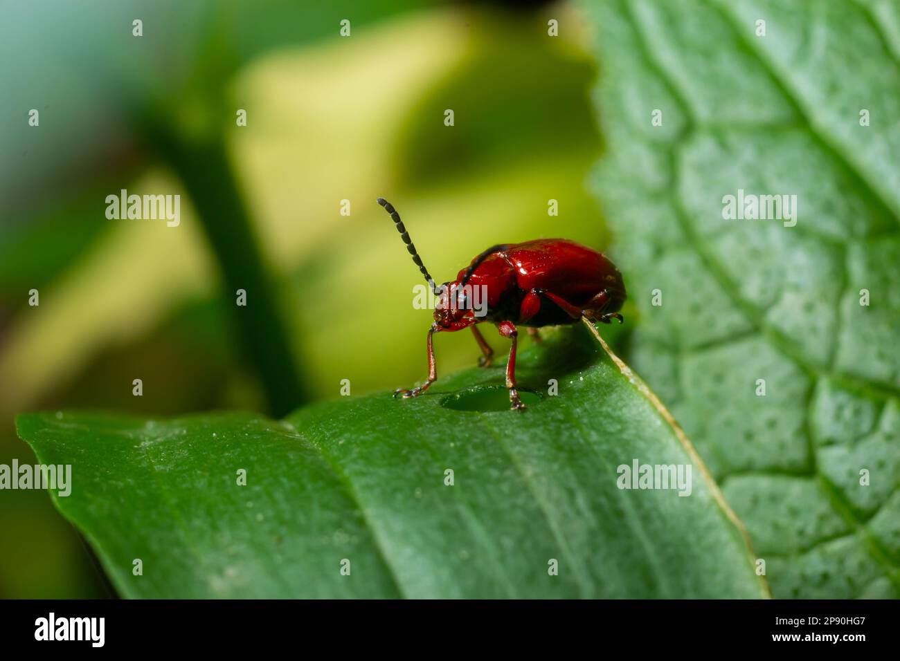 The scarlet lily beetle, red lily beetle or lily leaf beetle, Lilioceris merdigera, close up, macro photography. Stock Photo