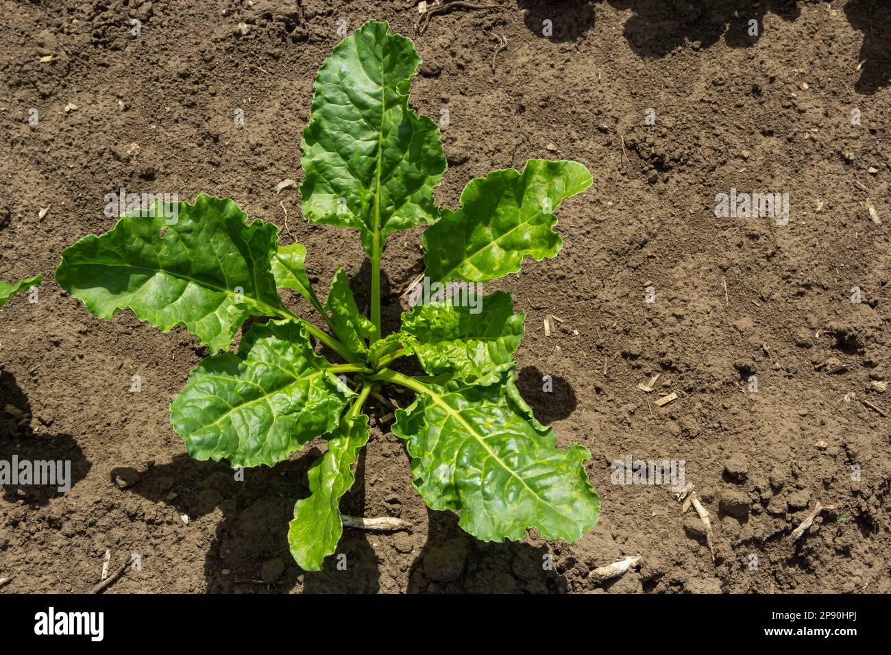 Agricultural scenery of of sweet sugar beet field. Sugar beets are