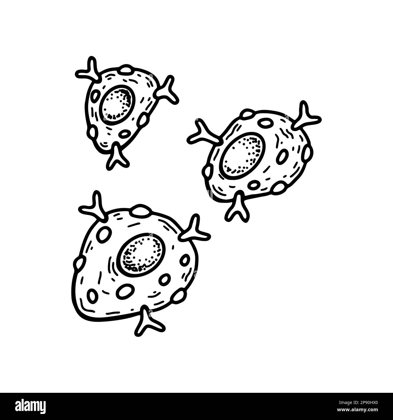 Mast cell isolated on white background. Hand drawn scientific microbiology vector illustration in sketch style Stock Vector