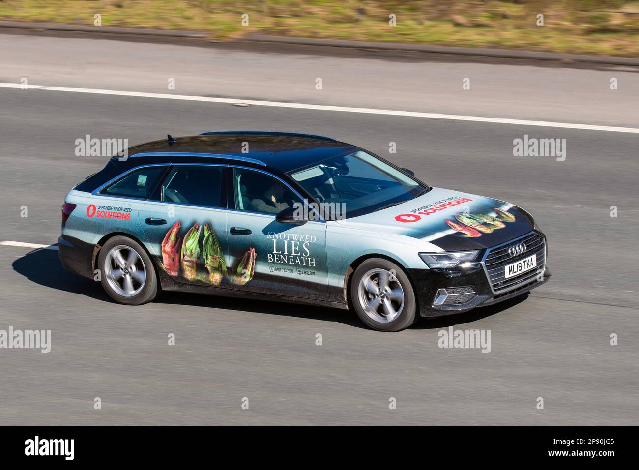 'What Lies Beneath' JAPANESE KNOTWEED REMOVAL specialists.  Plant Illustration on 2019 AUDI A6 1968cc Diesel 7-Speed Automatic; travelling on the M61 motorway, UK Stock Photo