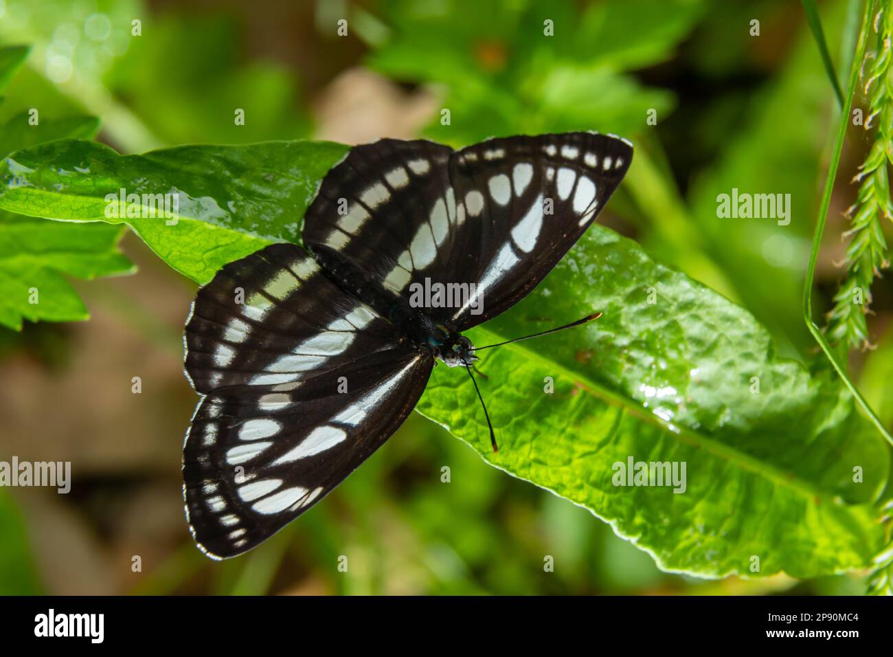 Pallas sailer or common glider butterfly, Neptis sappho, guarding its