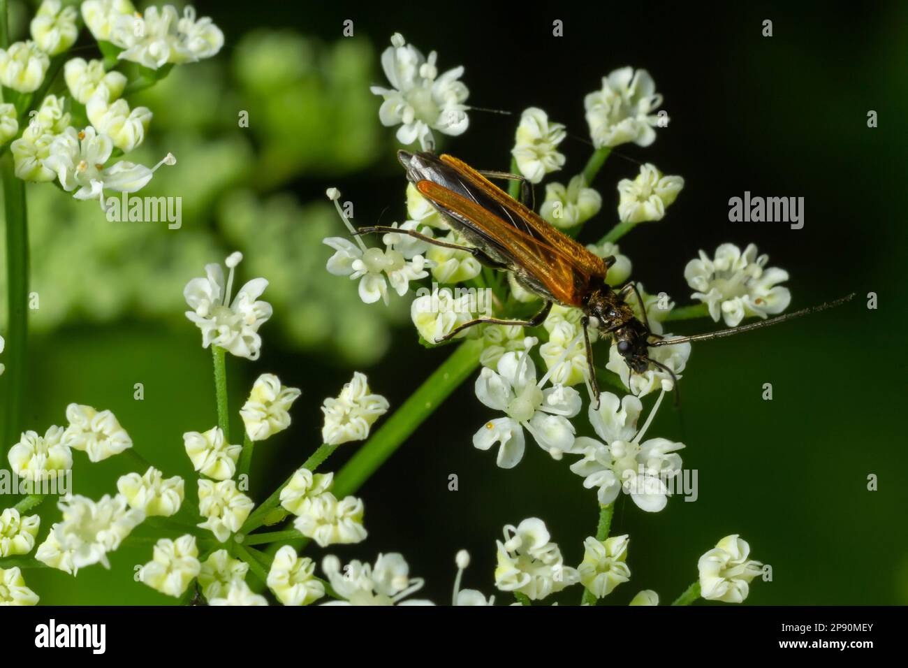 A male swollen thighed flower beetle, Oedemera nobilis, seen on an ox-eye daisy flower. Stock Photo