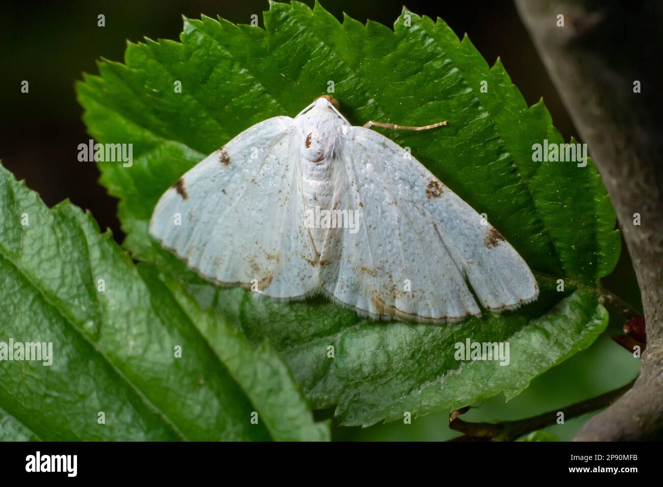 Lomographa temerata, the clouded silver, is a moth of the family Geometridae. Clouded silver moth, Lomographa temerata, from above. Stock Photo
