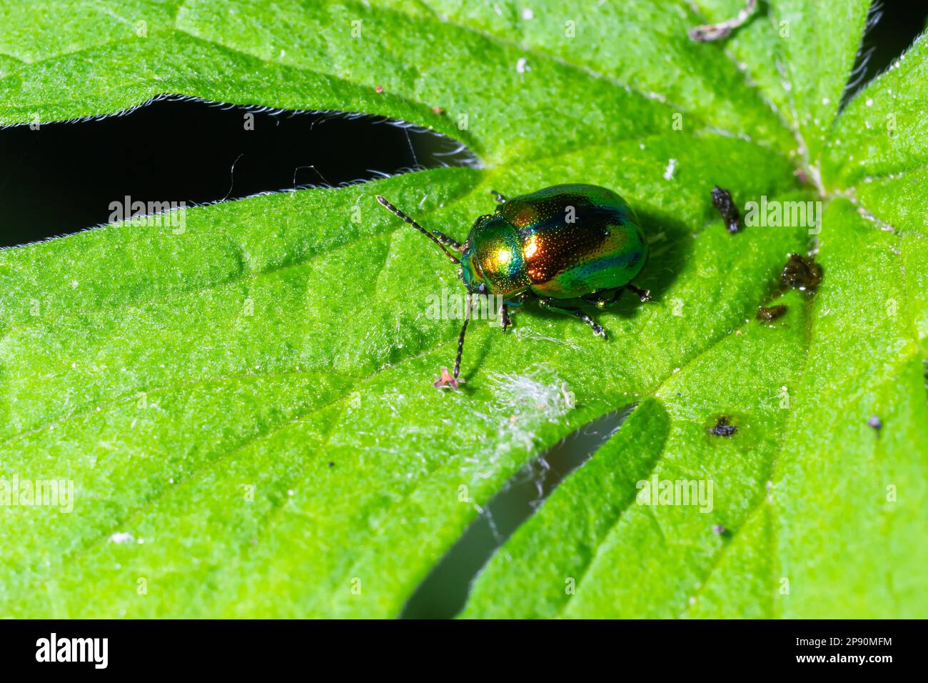 The beetle Chrysolina fastuosa close up pictures on the green leaves. Stock Photo