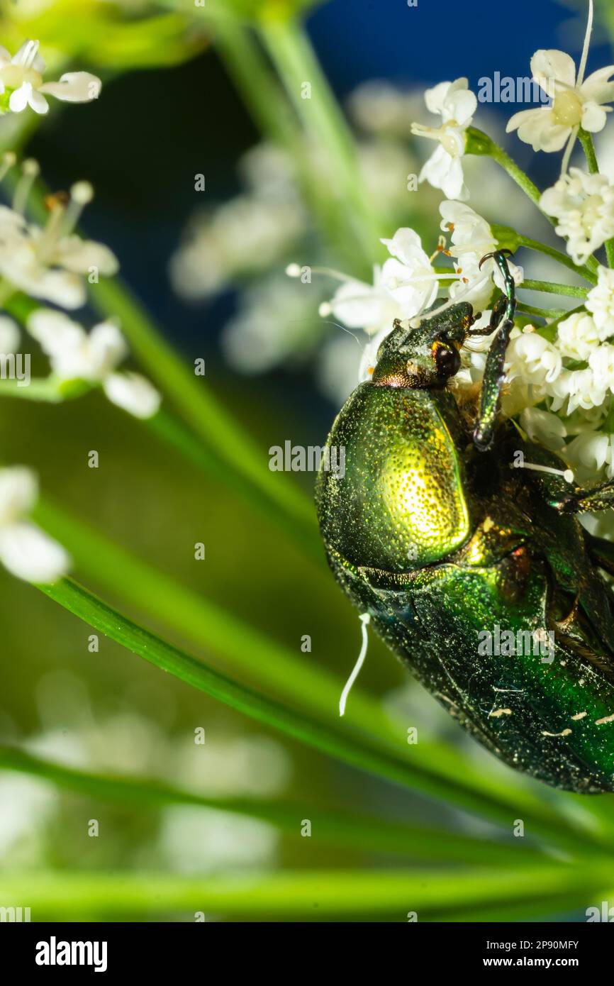 Insect bug protaetia beetle hires stock photography and images Alamy